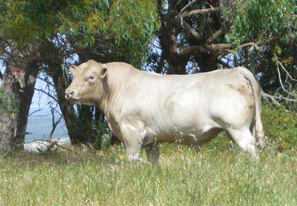 Banksia Ridge Zorro Z7